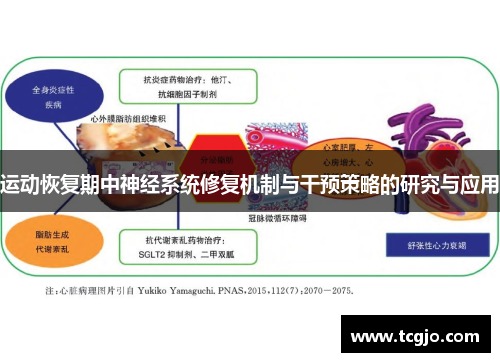 运动恢复期中神经系统修复机制与干预策略的研究与应用